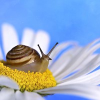 Портрет фотографа (аватар) Aida Makhmudova (Aida Mahmudova)