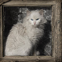 Портрет фотографа (аватар) Татьяна (Tatiana Pimenova)