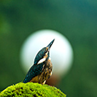 Портрет фотографа (аватар) dongseok cho