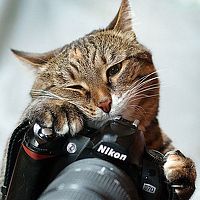 Портрет фотографа (аватар) Кошкина Саша