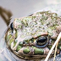 Портрет фотографа (аватар) Zzooouhh