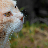 Портрет фотографа (аватар) Юлия