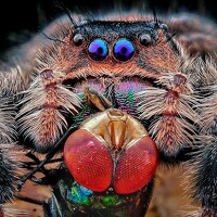 Портрет фотографа (аватар) Anjazz doz santoz