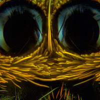 Портрет фотографа (аватар) Hardy Vargas Vasquez