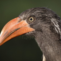 Портрет фотографа (аватар) Neil Venter