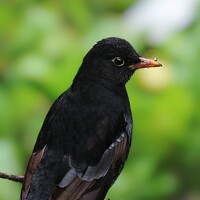 Портрет фотографа (аватар) Nayiak Mohd Ayoub (Mohd Ayoub Nayiak)