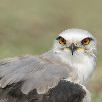 Портрет фотографа (аватар) Gokul Addanki (Gokul Krishna Addanki)