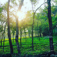 Портрет фотографа (аватар) Ayrin Sadia