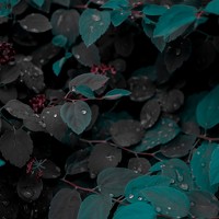 Портрет фотографа (аватар) Anastasia Diesel