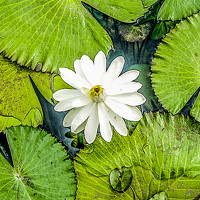 Портрет фотографа (аватар) Ja Flup (Philippe Janssens)