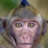 Фотография NHS (Nguyễn Hồng Sang) Портрет фотографа (аватар) NHS (Nguyễn Hồng Sang)