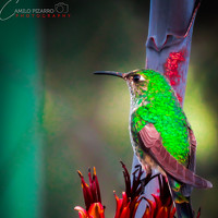 Портрет фотографа (аватар) camilo pizarro (christian camilo pizarro mutis)