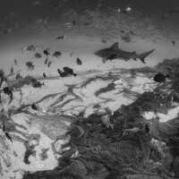 Портрет фотографа (аватар) rolando di lauro