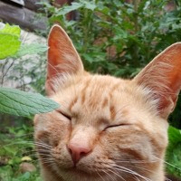 Портрет фотографа (аватар) Marina (Marina Shanec)