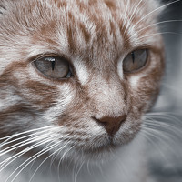 Портрет фотографа (аватар) Антон Синица (Anton Sinitsa)