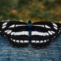 Портрет фотографа (аватар) Dara Tsenkowa (Дара Божидарова Ценкова)