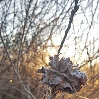 Портрет фотографа (аватар) Алена Шепель (Shepel Alena)