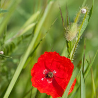 Портрет фотографа (аватар) Олеся Филатова (Filatova Olesya)