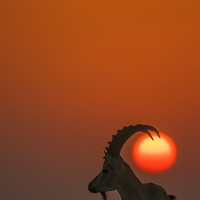 Портрет фотографа (аватар) tiki ozer