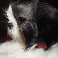 Портрет фотографа (аватар) Aileen Nicor