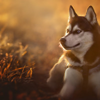 Портрет фотографа (аватар) Тина Родцевич-Данина (Tina Rodtsevich-Danina)