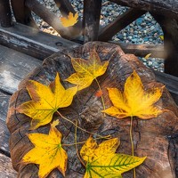 Фотография Мейта Светлана (Svetlana Meyta) Портрет фотографа (аватар) Мейта Светлана (Svetlana Meyta)