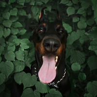 Портрет фотографа (аватар) Виктория Мамаева (Viktoria Mamaeva)