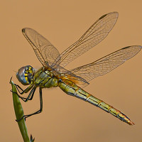 Портрет фотографа (аватар) Jordi Roig (Jordi Roig Pi)