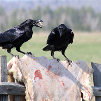 Фотография Людмила Иванова (ludmila Ivanova) Портрет фотографа (аватар) Людмила Иванова (ludmila Ivanova)