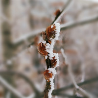 Портрет фотографа (аватар) Elishaya Muntean