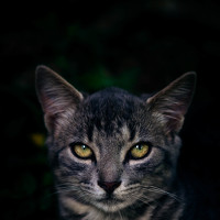 Портрет фотографа (аватар) Ivan Tayabas (Ivan Alejandro Tayabas Morales)