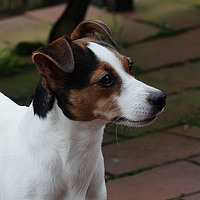 Портрет фотографа (аватар) zorkka (Jean)