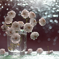 Портрет фотографа (аватар) Юлия Наумова-Kузнецова (Yuliya Naumova-Kuznetsova)