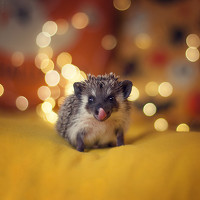 Портрет фотографа (аватар) Ксения Яруш (Ksenia Jey)