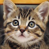 Портрет фотографа (аватар) xing huaiyu (neo)