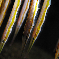 Портрет фотографа (аватар) Sam Gut