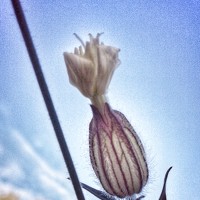 Портрет фотографа (аватар) Зайнаб Тиморевская (Zainab Timorevskaya)