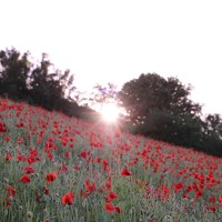 Портрет фотографа (аватар) Zhukavets Alena (Zhukavets)