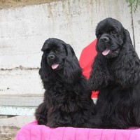 Портрет фотографа (аватар) Елена Николаева (Elena Nikolaeva)