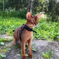 Портрет фотографа (аватар) Ekaterina Chernyshova