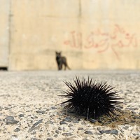 Портрет фотографа (аватар) Sada pyandee