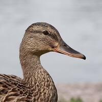 Портрет фотографа (аватар) Leonid Domrachev