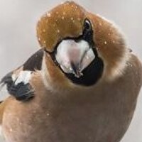 Портрет фотографа (аватар) Виктор Шапошников (Victor Shaposhnikov)