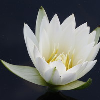 Портрет фотографа (аватар) Se Lena (Elena Gaydukova)