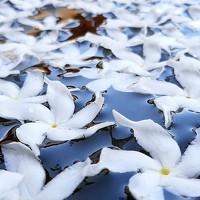 Портрет фотографа (аватар) Chaminda Mirihagalla (චමින්ද මිරිහාගල්ල)