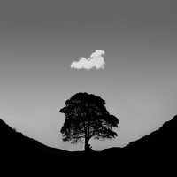 Портрет фотографа (аватар) Amirreza Dabagh (Dabaghsadeghipour Amirreza)