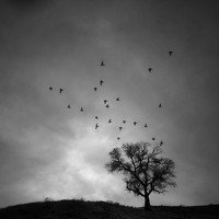 Портрет фотографа (аватар) Khosro Sayadi (خسروصیادی)