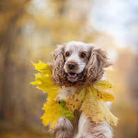 Фотография Александра Вильчинская (Alexandra Vilchinskaya) Портрет фотографа (аватар) Александра Вильчинская (Alexandra Vilchinskaya)