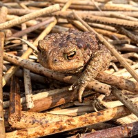 Портрет фотографа (аватар) Лариса