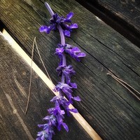 Портрет фотографа (аватар) Polina Svirida